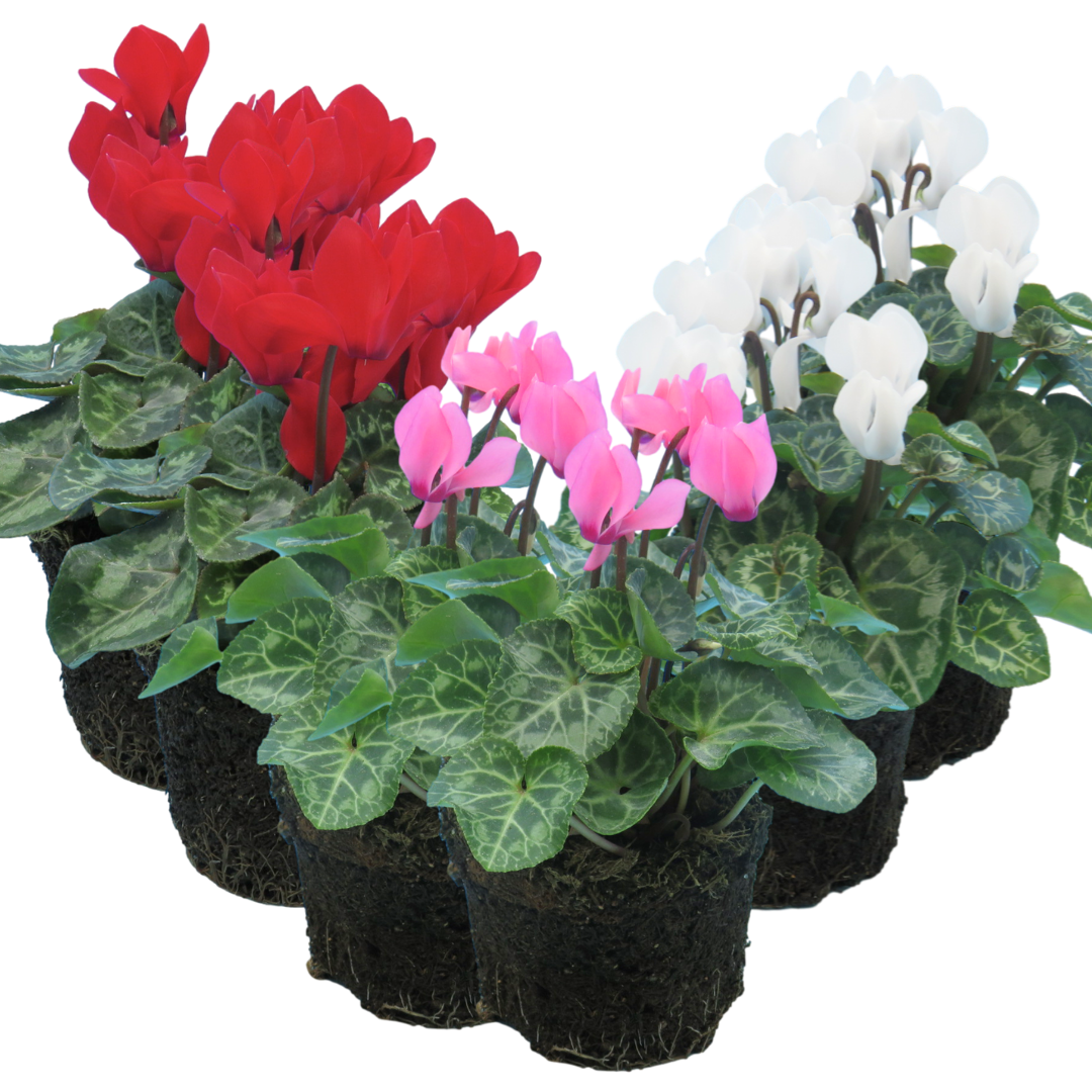 Cyclamen 'Growers Selection' — Tender Pot Plant Mix, 10.5cm Pot (Set of 3)