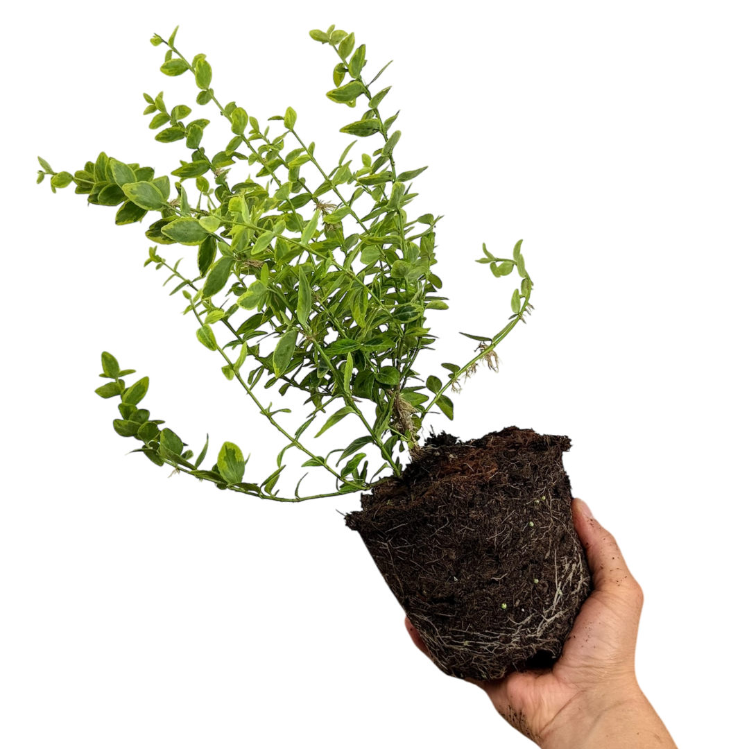Euonymus ‘Emerald’ — Hardy Shrub, 2L Pot