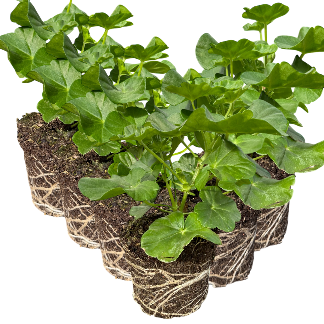 Geranium ‘Sunflair Ruben’ — Hardy Perennial, 10.5cm Pot