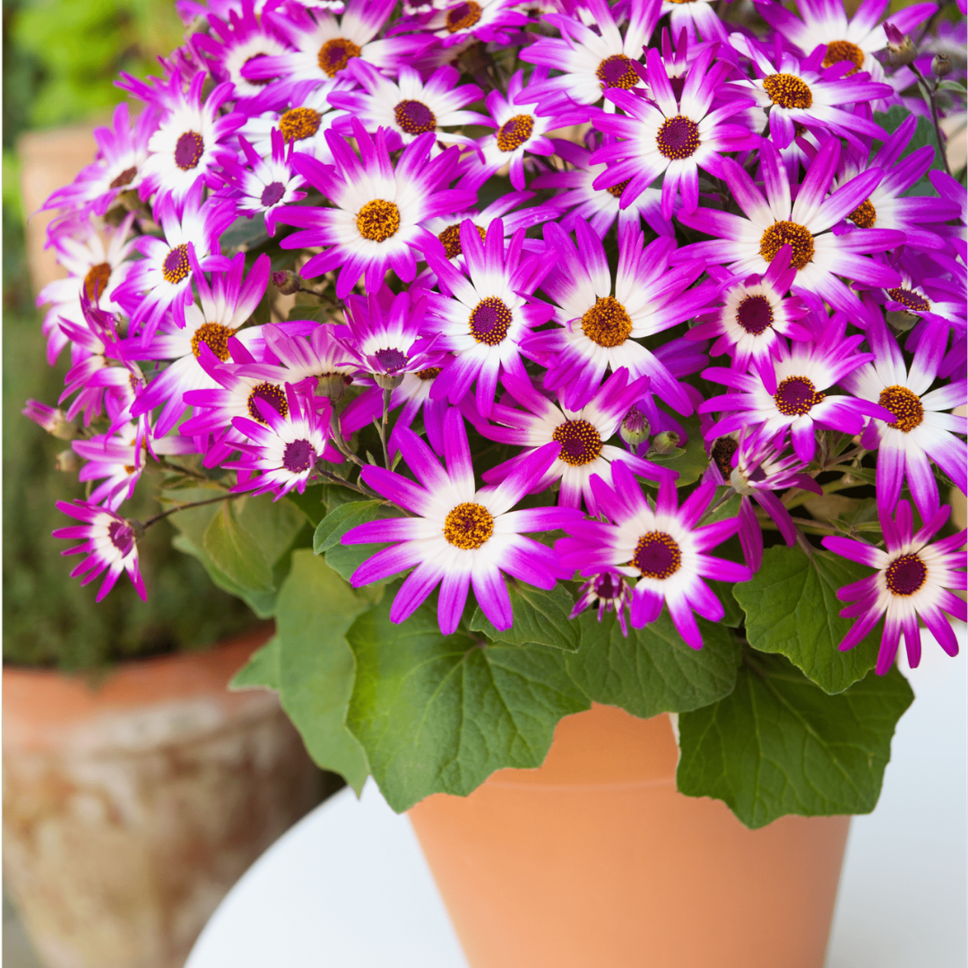 Senetti 'Pink Bicolour' — Bedding Plant, Bee-Friendly, 2L Pot