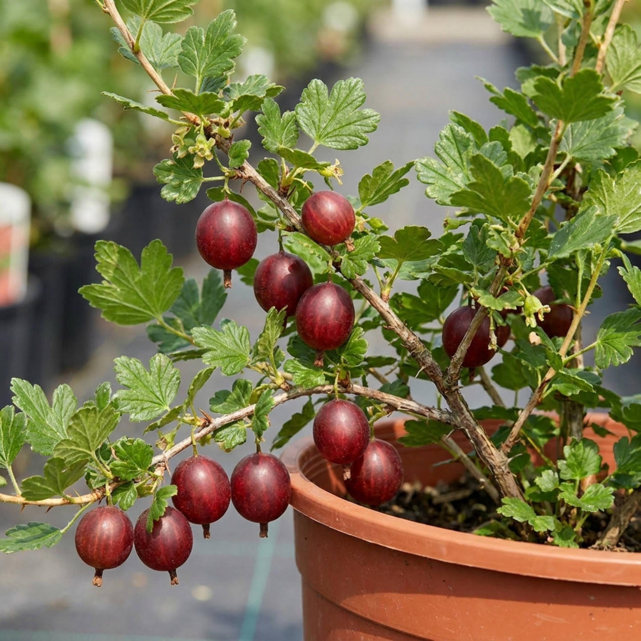 Gooseberry ‘Kamieniar’ — Hardy Deciduous Fruit Bush, Bee-Friendly, 17cm Pot