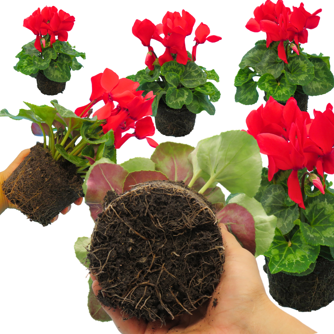 Cyclamen ‘Flame Scarlet’ — Hardy Perennial, 1L Pot