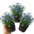Lobelia ‘Sweet Springs Blue’ — Half-hardy Annual, 10.5cm Pot (Set of 3 or 6)