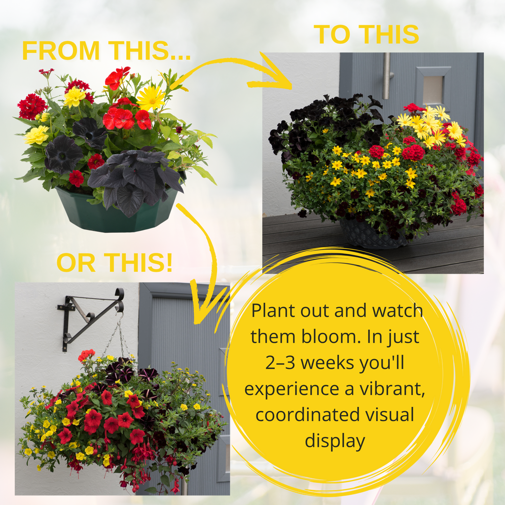 Brilliant Bling Speedplanter — Pre-Planted Mixed Annual Display, 7-Plant Set