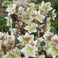Hellebore 'Winter Sunshine' — Hardy Perennial, Bee-Friendly, 2L Pot