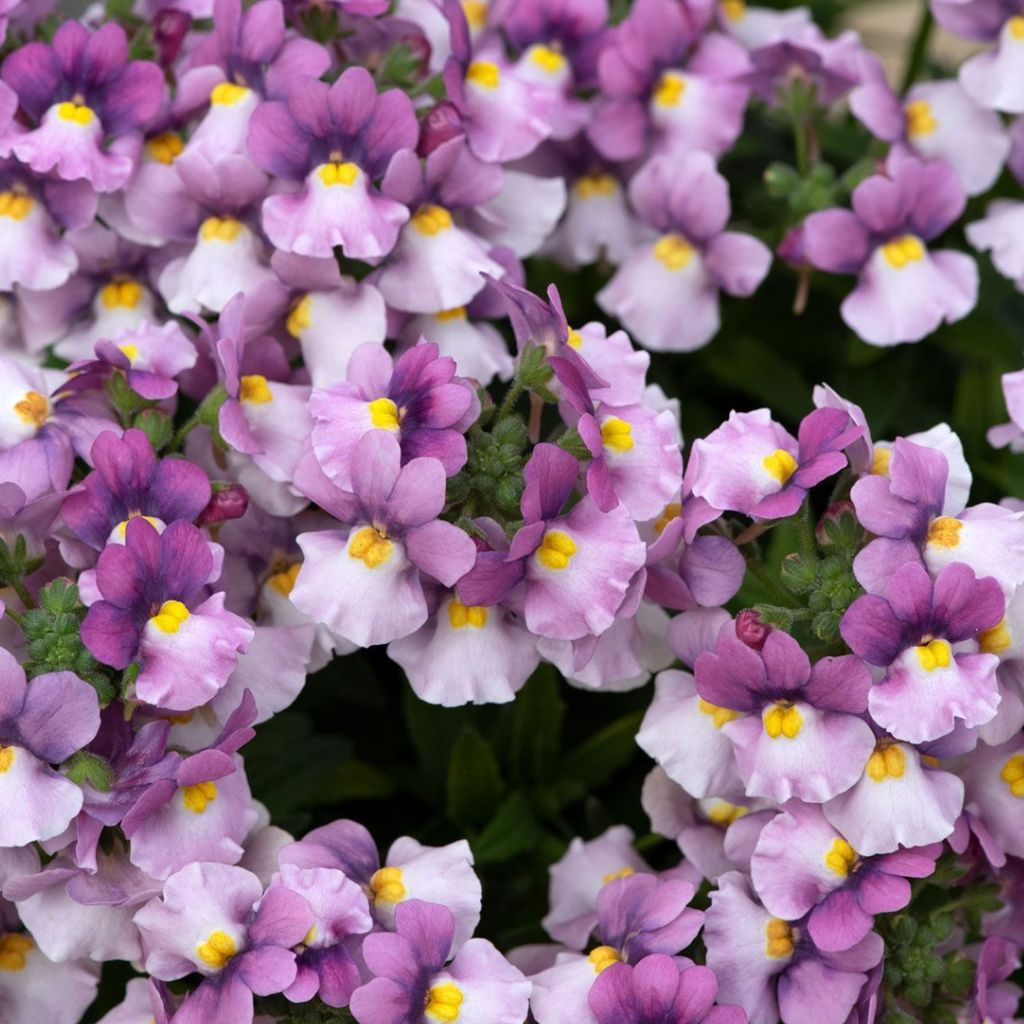 Nemesia ‘Nuvo Pink Bicolour’ — Annual / Short-lived Perennial, Bee-Friendly, 10.5cm Pot (Set of 3 or 6)