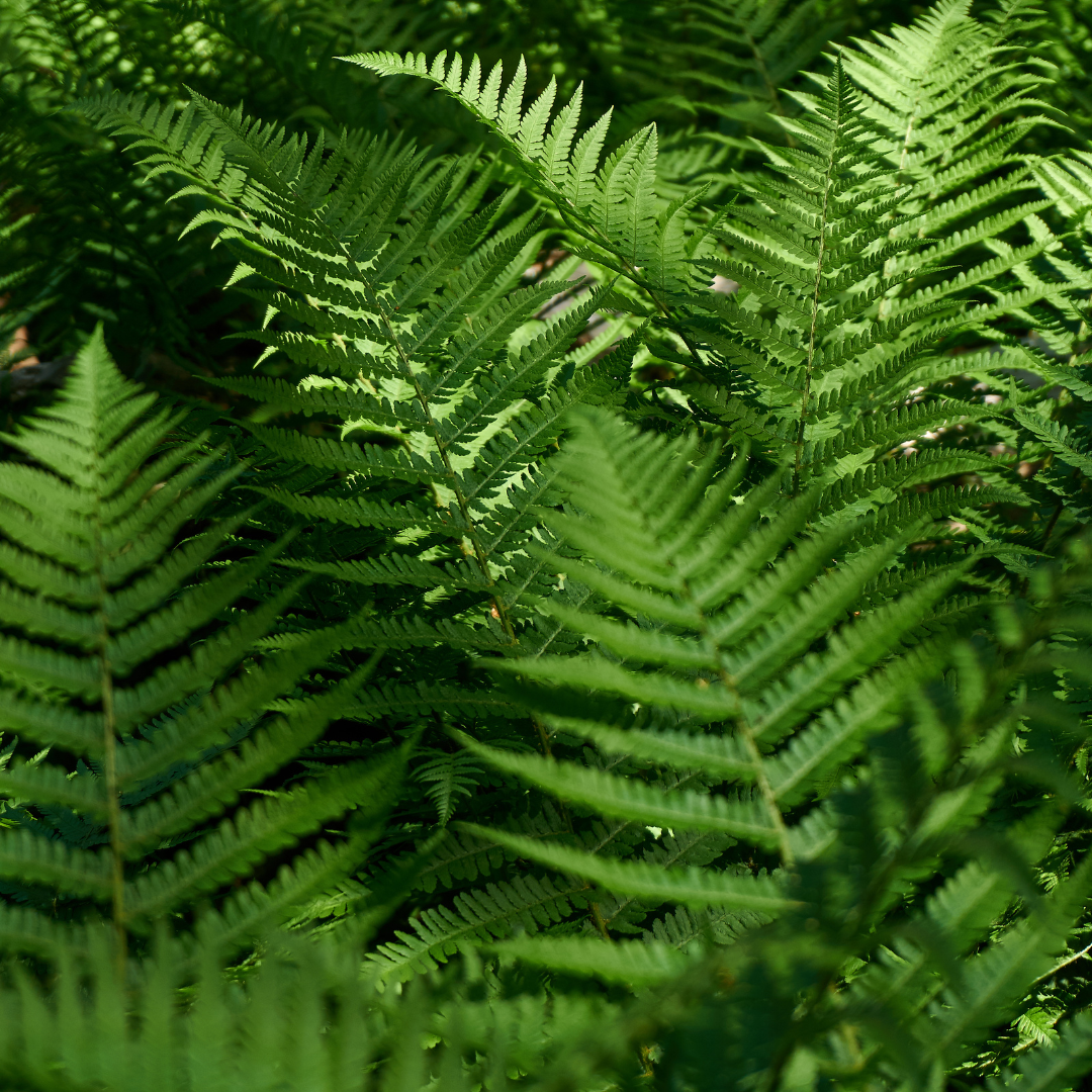 Dryopteris ‘Shield Fern’ — Hardy Deciduous Fern, 1L Pot (Set of 3 or 6)