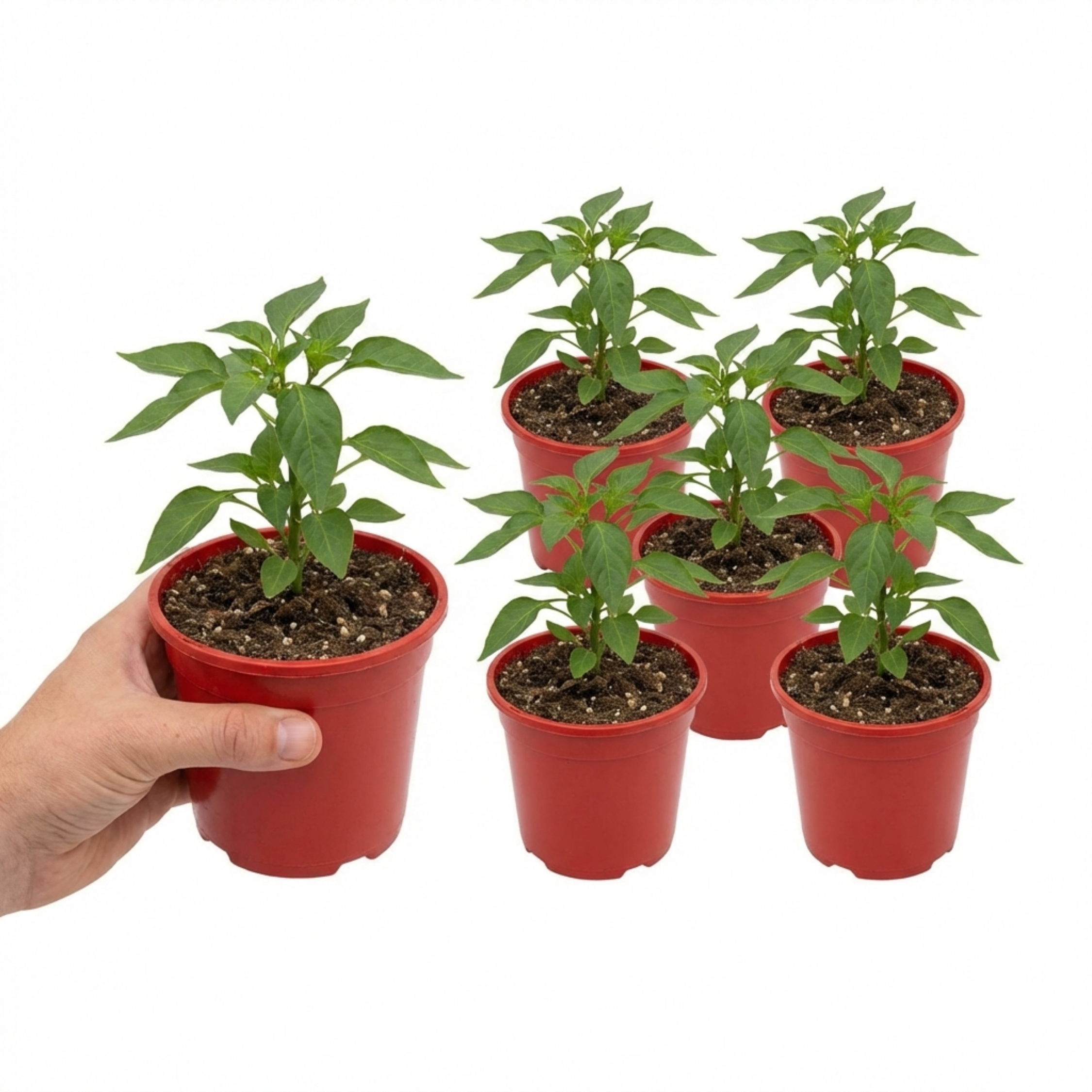 Sweet ‘Pepper Snack Yellow’ — Tender Annual Vegetable, 10.5cm Pot (Set of 3 or 6)