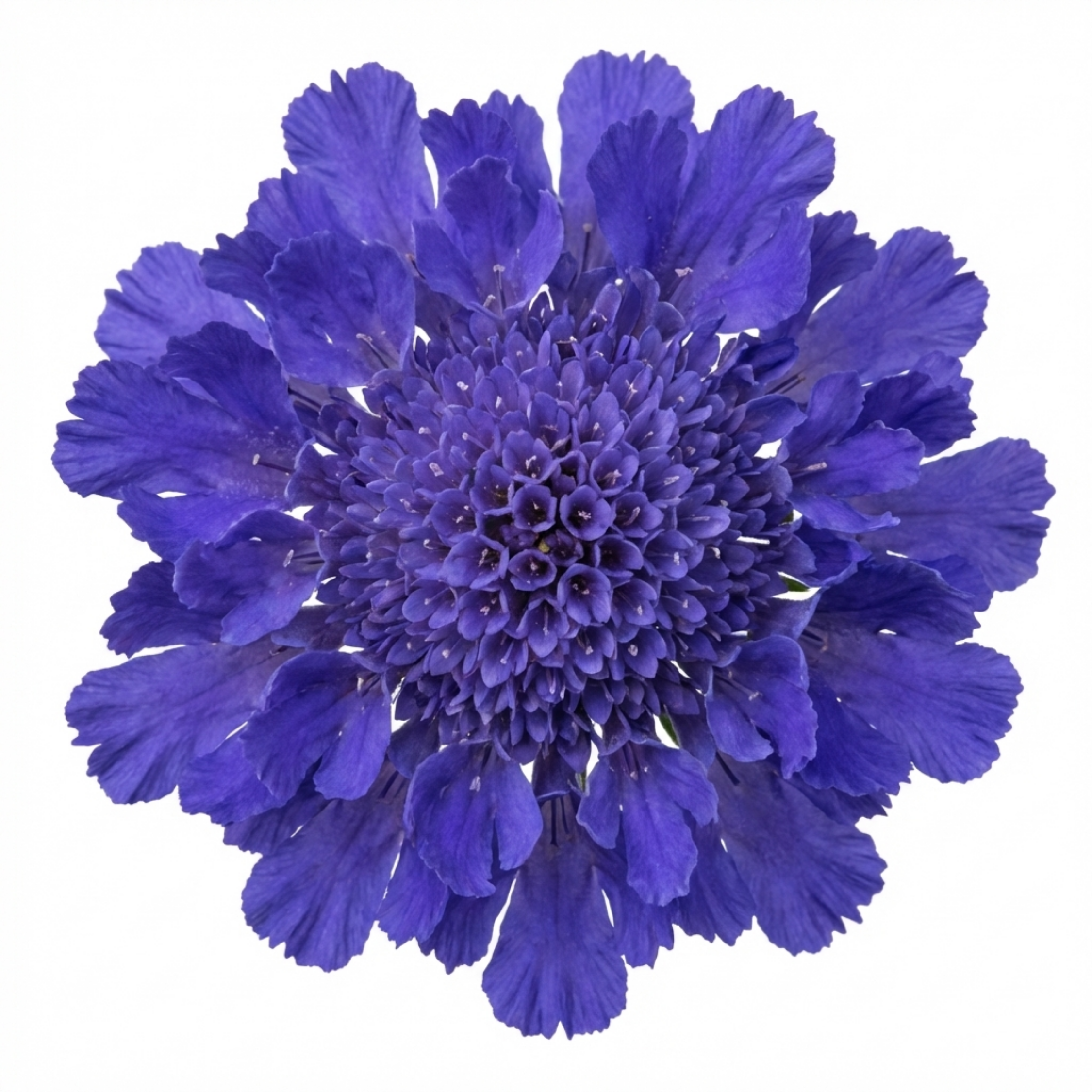 Scabious ‘Blue Note’ — Hardy Perennial, Bee-Friendly, 1L Pot (Set of 3 or 6)