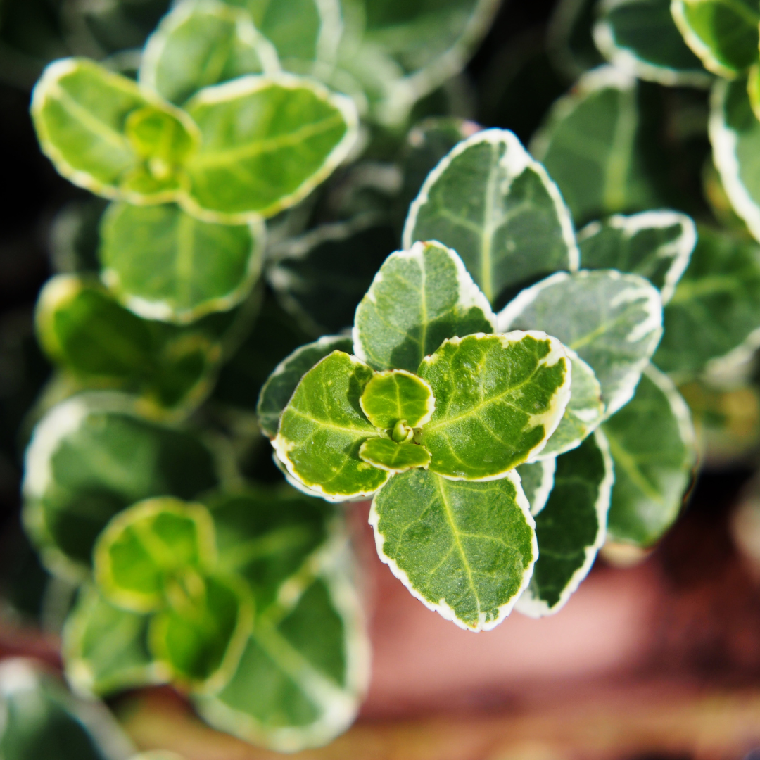 Euonymus ‘Emerald Gaiety’ — Evergreen Shrub / Ground Cover, Bee-Friendly, 11cm Pot (Set of 3 or 6)