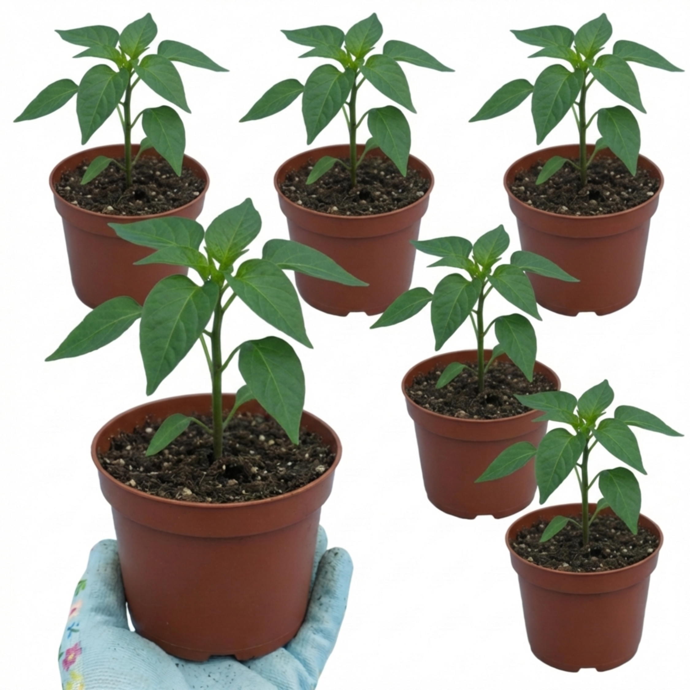 Chilli 'Jalapeño' — Edible Annual, 10.5cm Pot (Set of 3 or 6)