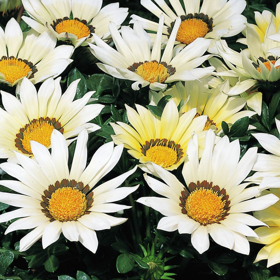 Gazania ‘Kiss White Improved’ — Hardy Perennial, 1L Pot (Set of 3 or 6)