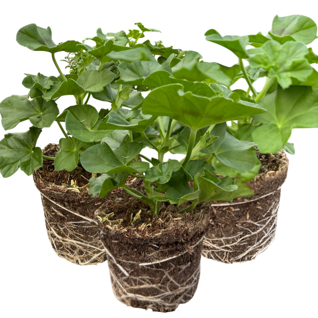 Geranium ‘Tornado Pink’ — Hardy Perennial, 10.5cm Pot (Set of 3 or 6)