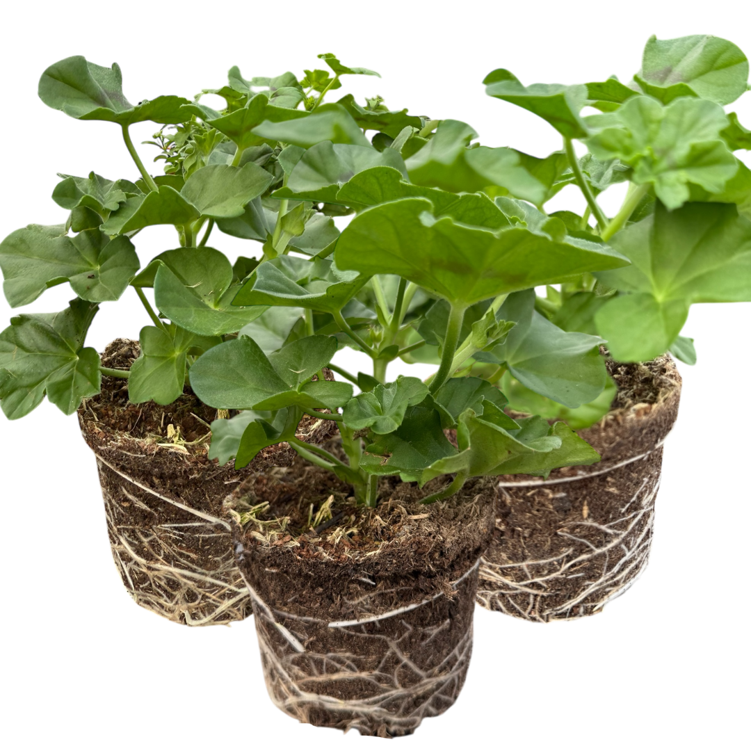Geranium ‘Tornado Pink’ — Hardy Perennial, 10.5cm Pot (Set of 3 or 6)