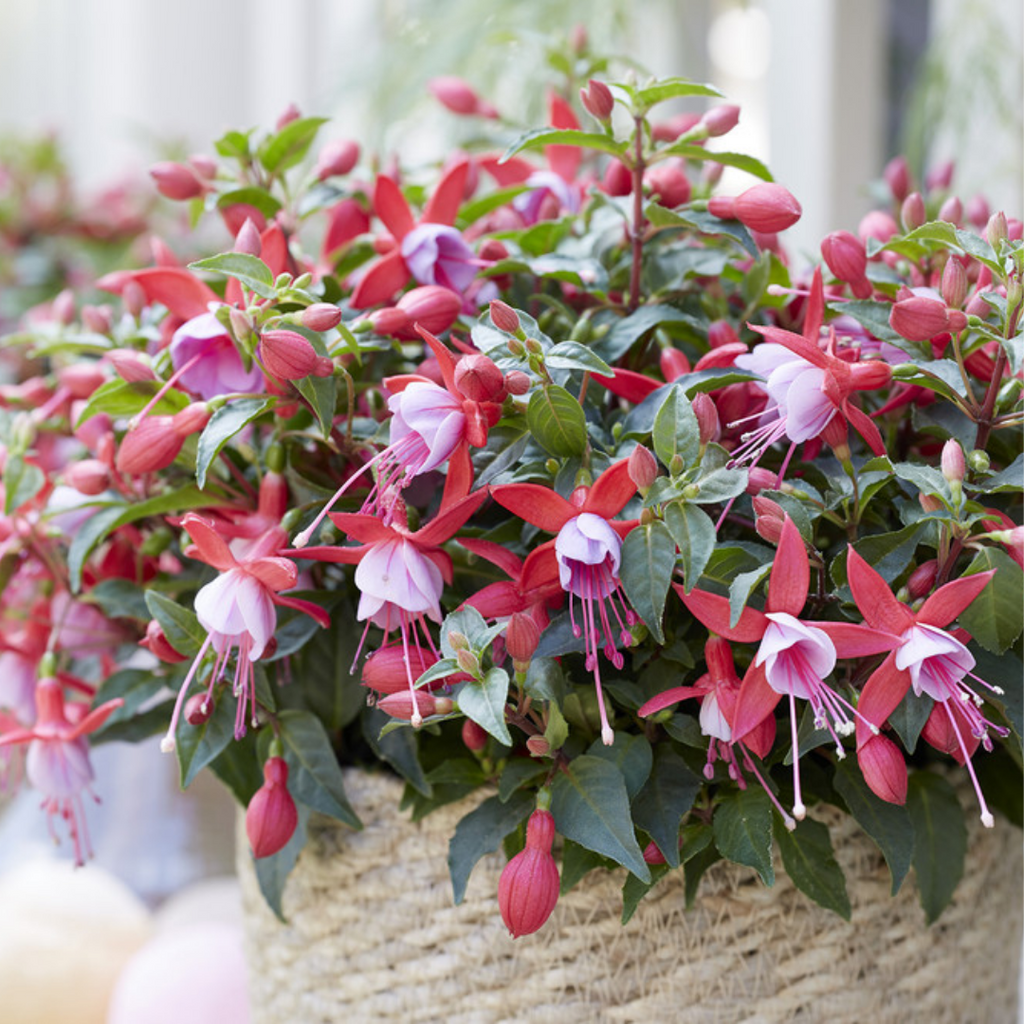 Fuchsia ‘Nikita’ — Patio Fuchsia (semi-tender perennial), Bee-Friendly, 10.5cm Pot (Set of 3 or 6)