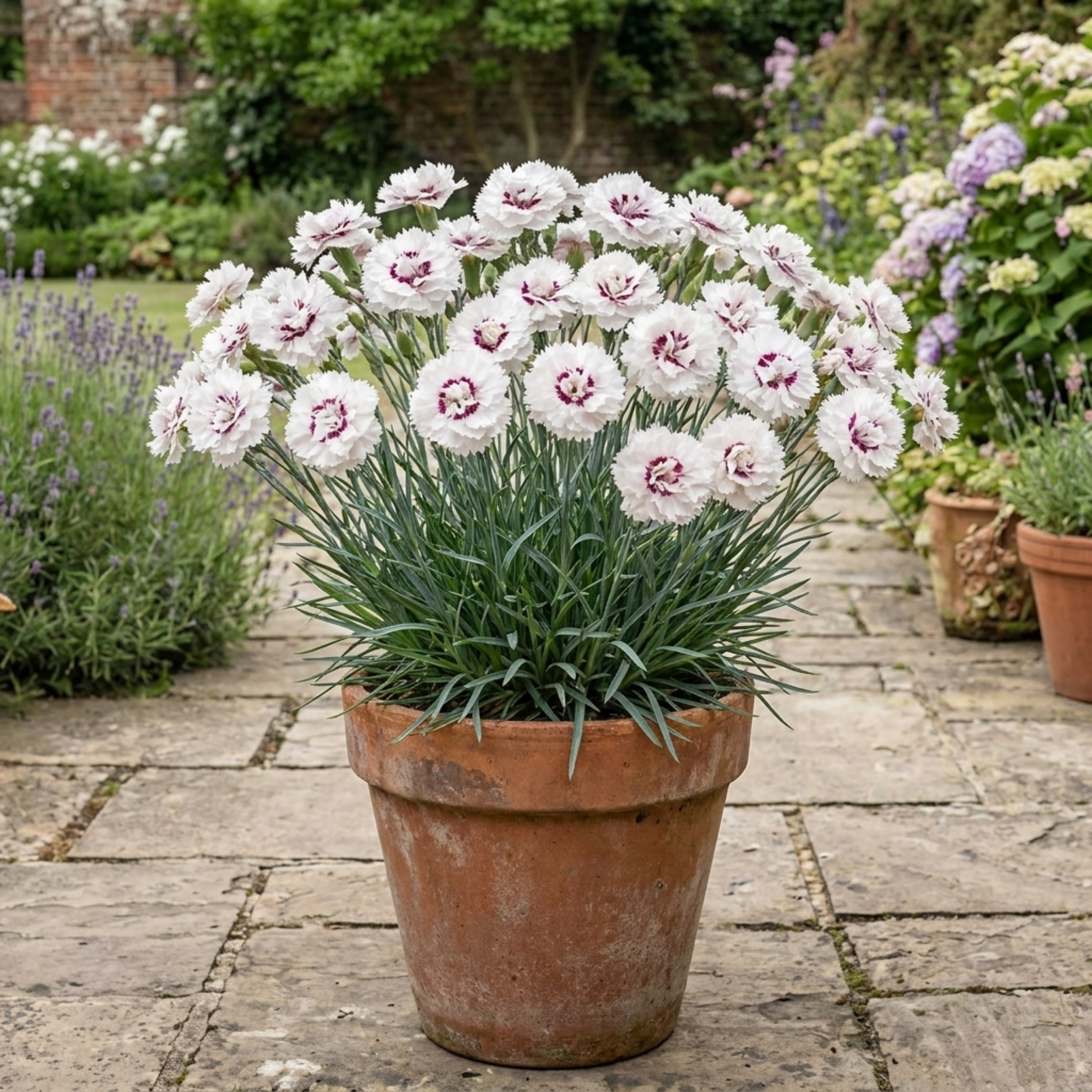 Dianthus ‘Coconut Sundae’ — Hardy Evergreen Perennial, Bee-Friendly, 2L Pot