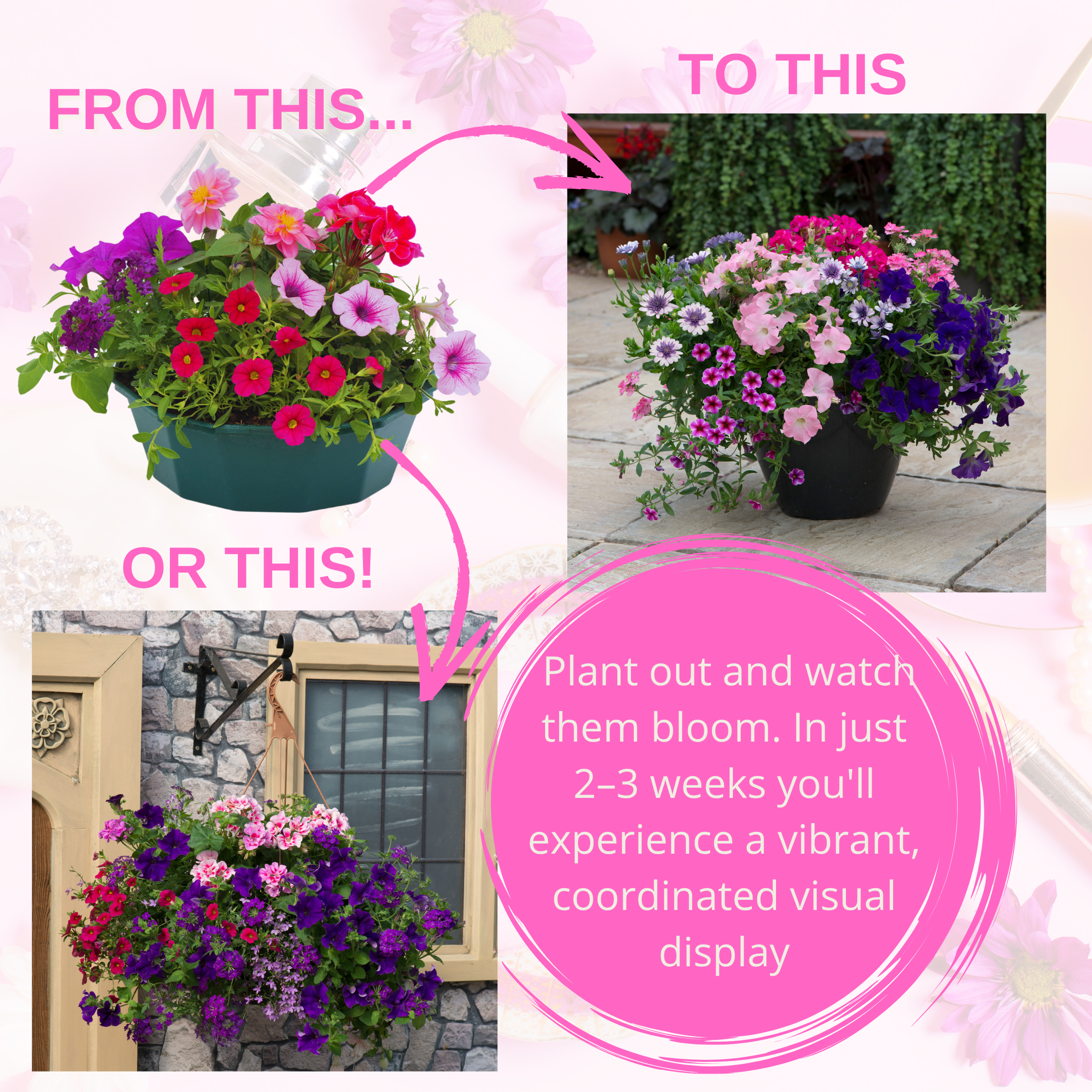 Sophistication Speedplanter — Pre-Planted Mixed Annual Display, 7-Plant Set