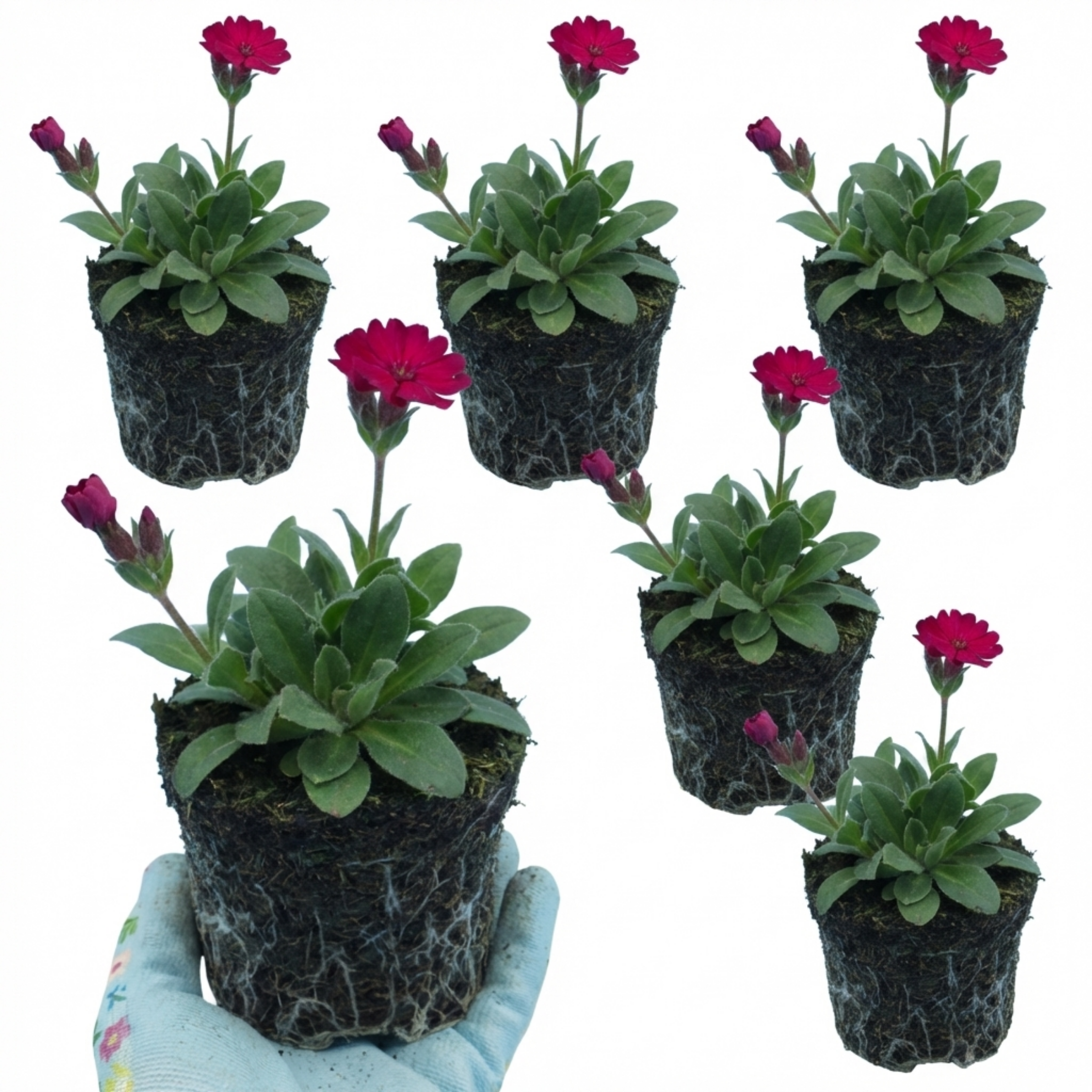 Lychnis ‘Atrosanguinea’ — Hardy Perennial, Bee-Friendly, 1L Pot (Set of 3 or 6)