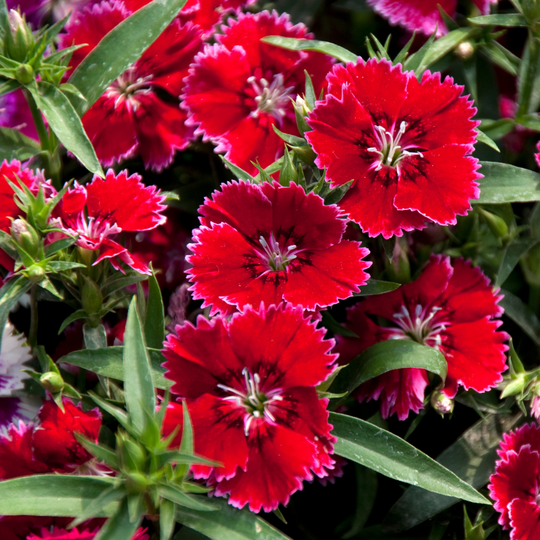 Dianthus ‘Festival Deep Red’ — Hardy Short-Lived Perennial (often grown as biennial), Bee-Friendly, 10.5cm Pot (Set of 3 or 6)