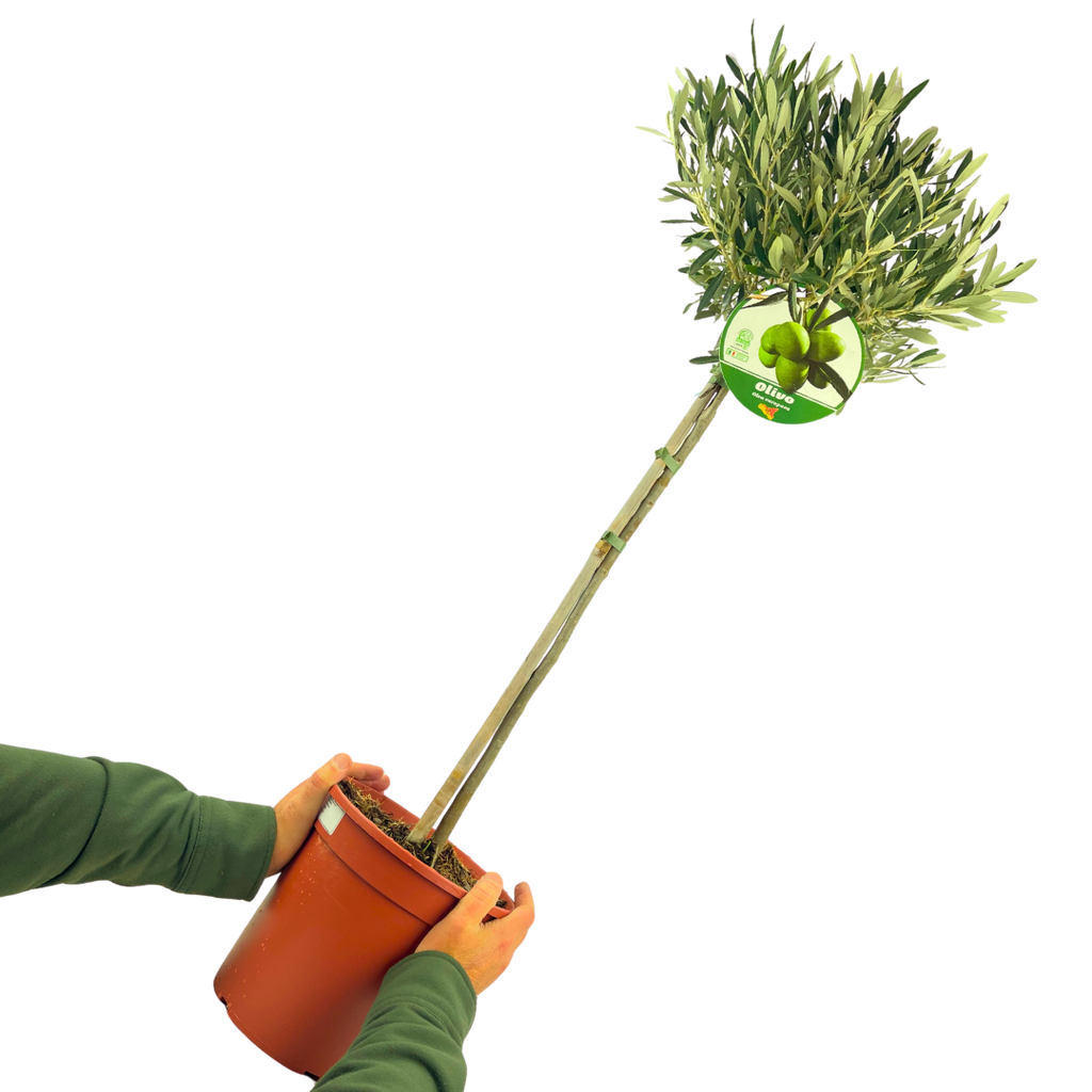 Olive Tree (Olea europaea) — Hardy Evergreen, 5L Pot