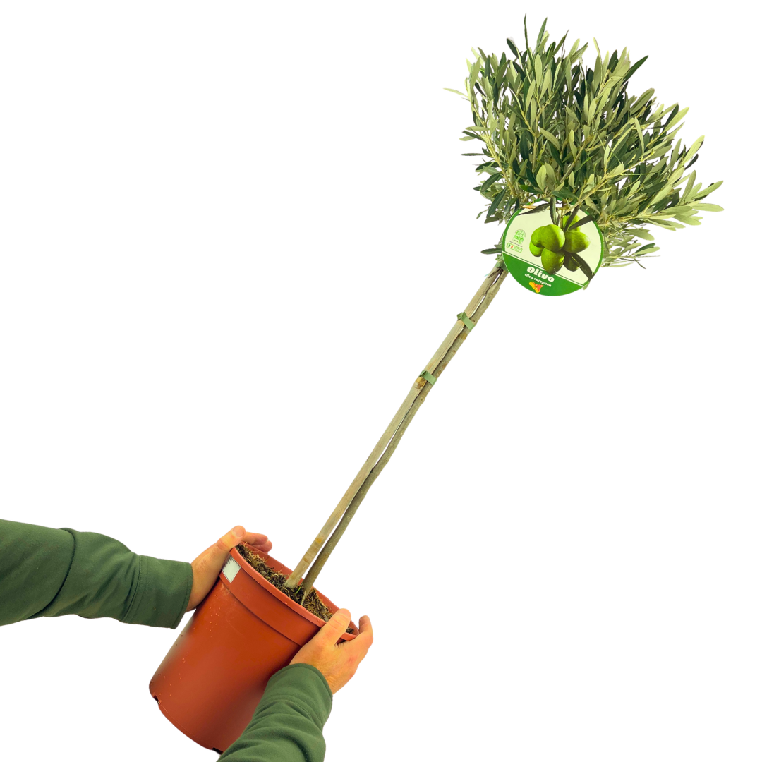Olive Tree (Olea europaea) — Hardy Evergreen, 5L Pot