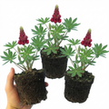 Lupin ‘Legendary Red’ — Herbaceous Perennial, Bee-Friendly, 1L Pot (Set of 3 or 6)