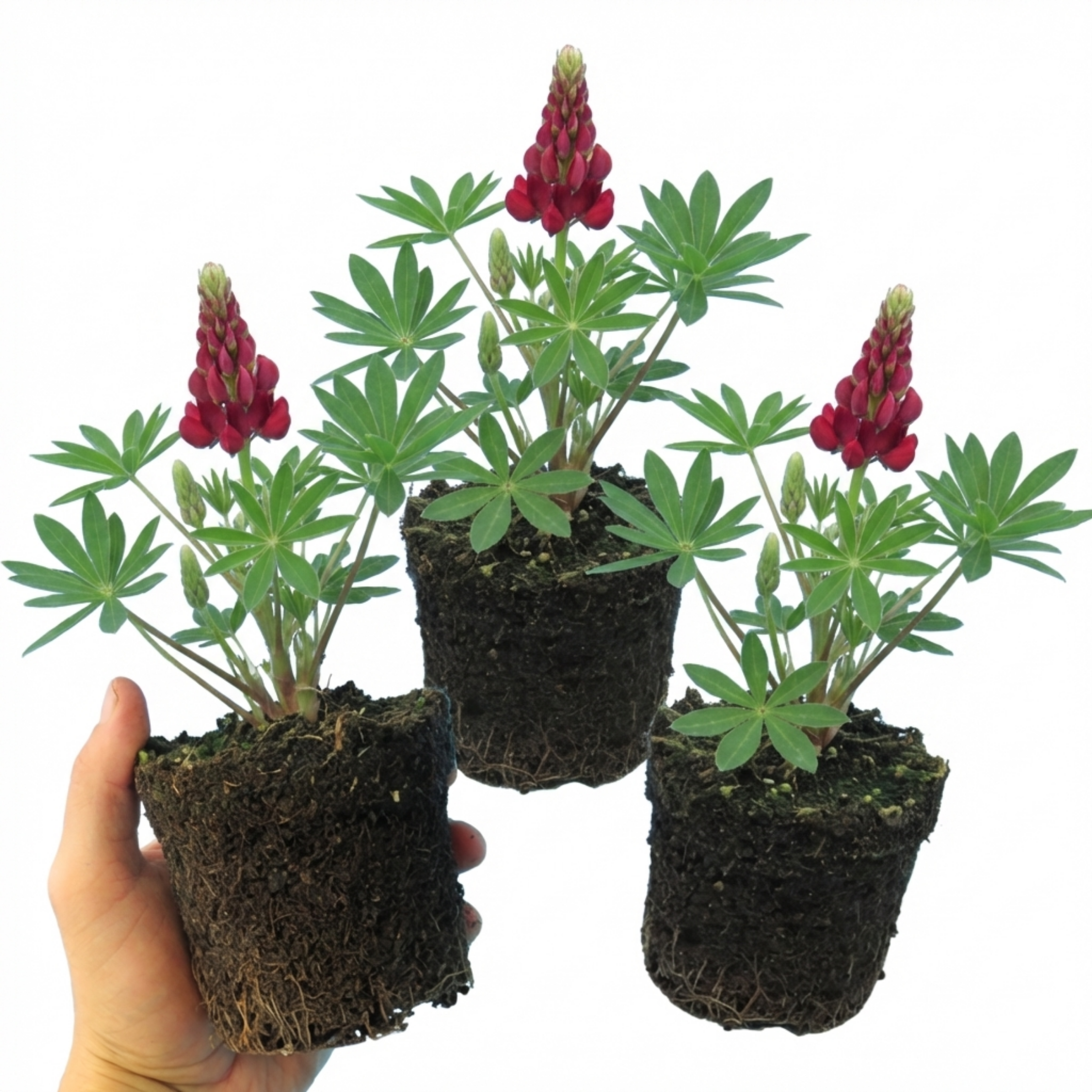 Lupin ‘Legendary Red’ — Herbaceous Perennial, Bee-Friendly, 1L Pot (Set of 3 or 6)