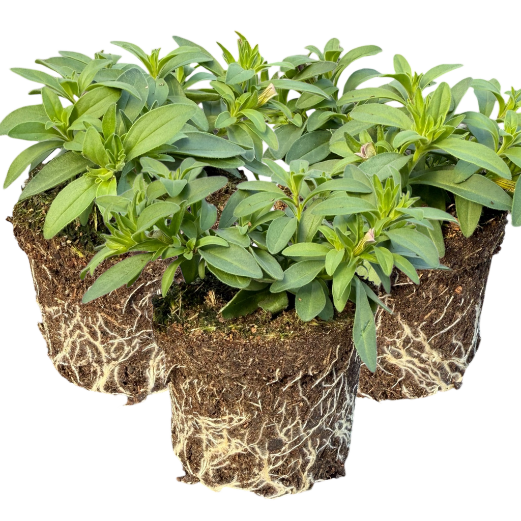 Calibrachoa ‘Bumble Bee Hot Pink’ — Half-Hardy Trailing Annual, Bee-Friendly, 10.5cm Pot (Set of 3 or 6)