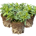 Calibrachoa ‘Bumble Bee Hot Pink’ — Half-Hardy Trailing Annual, Bee-Friendly, 10.5cm Pot (Set of 3 or 6)