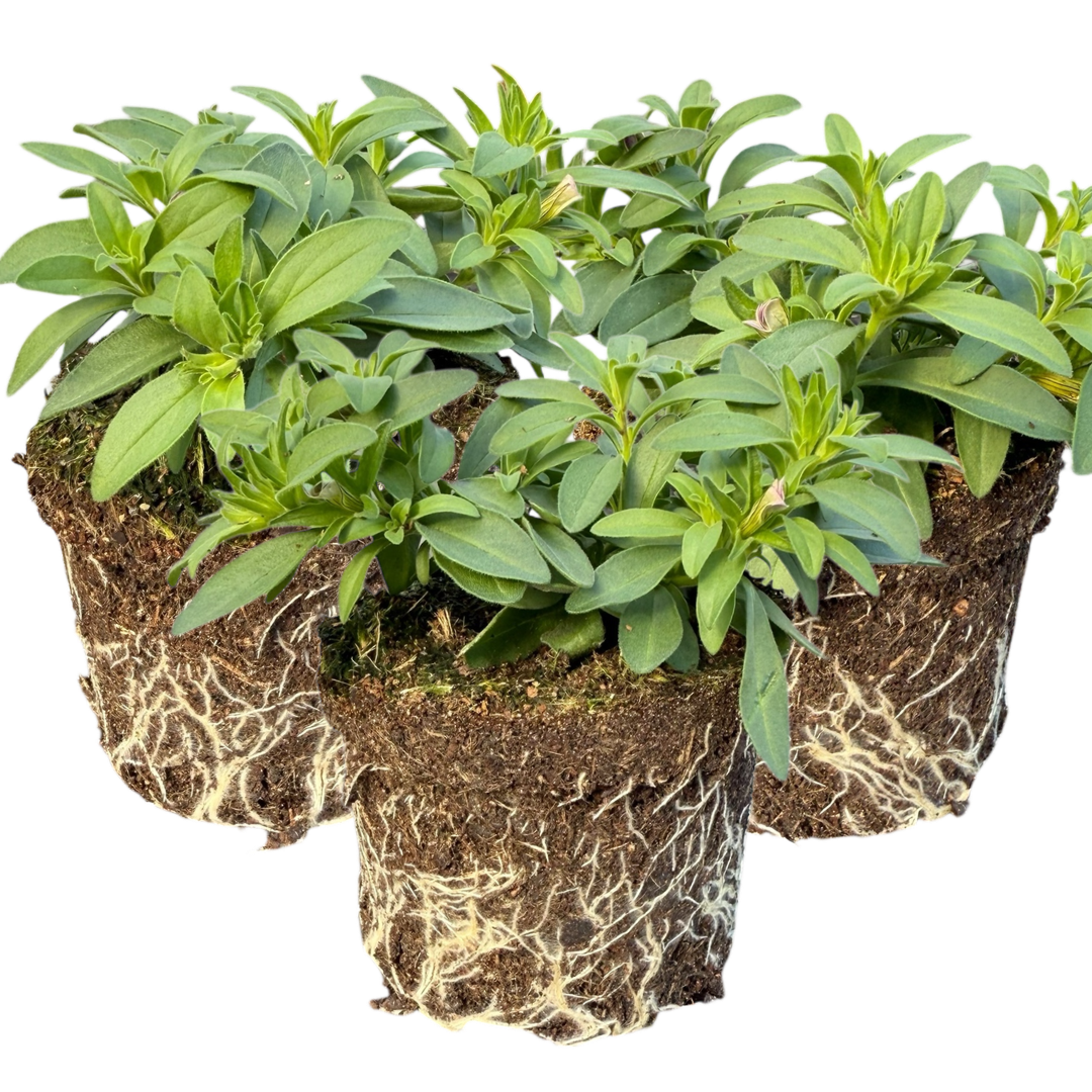 Calibrachoa ‘Bumble Bee Hot Pink’ — Half-Hardy Trailing Annual, Bee-Friendly, 10.5cm Pot (Set of 3 or 6)