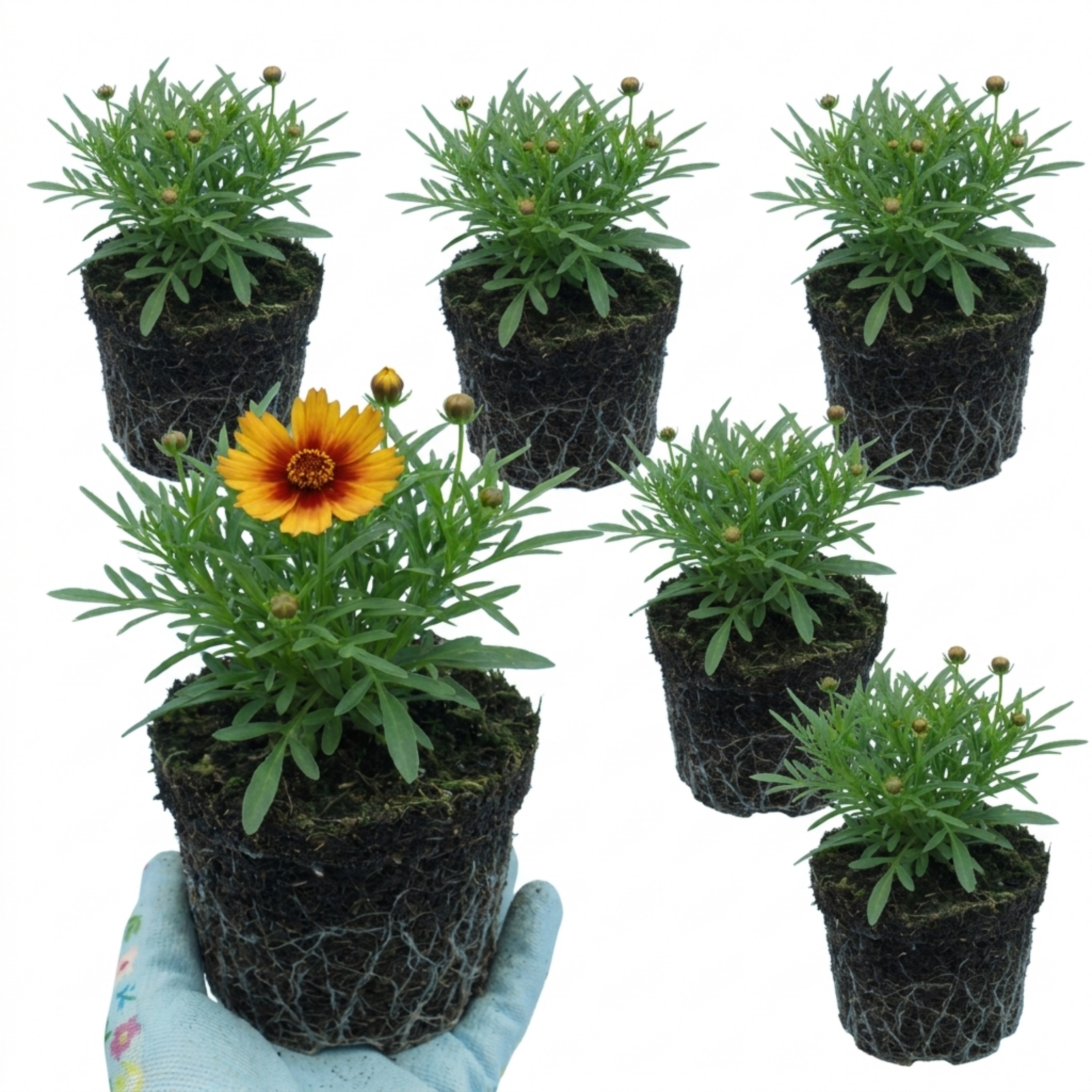 Coreopsis ‘Uptick Gold Bronze’ — Hardy Perennial, Bee-Friendly, 1L Pot (Set of 3 or 6)