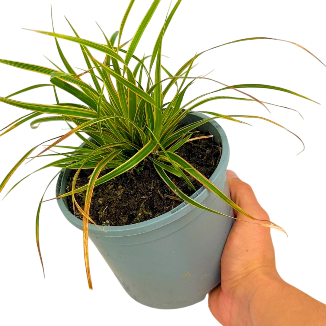 Carex ‘Everglow’ — Hardy Perennial, Bee-Friendly, 2L Pot