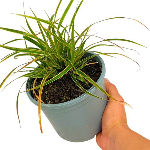 Carex ‘Everglow’ — Hardy Perennial, Bee-Friendly, 2L Pot