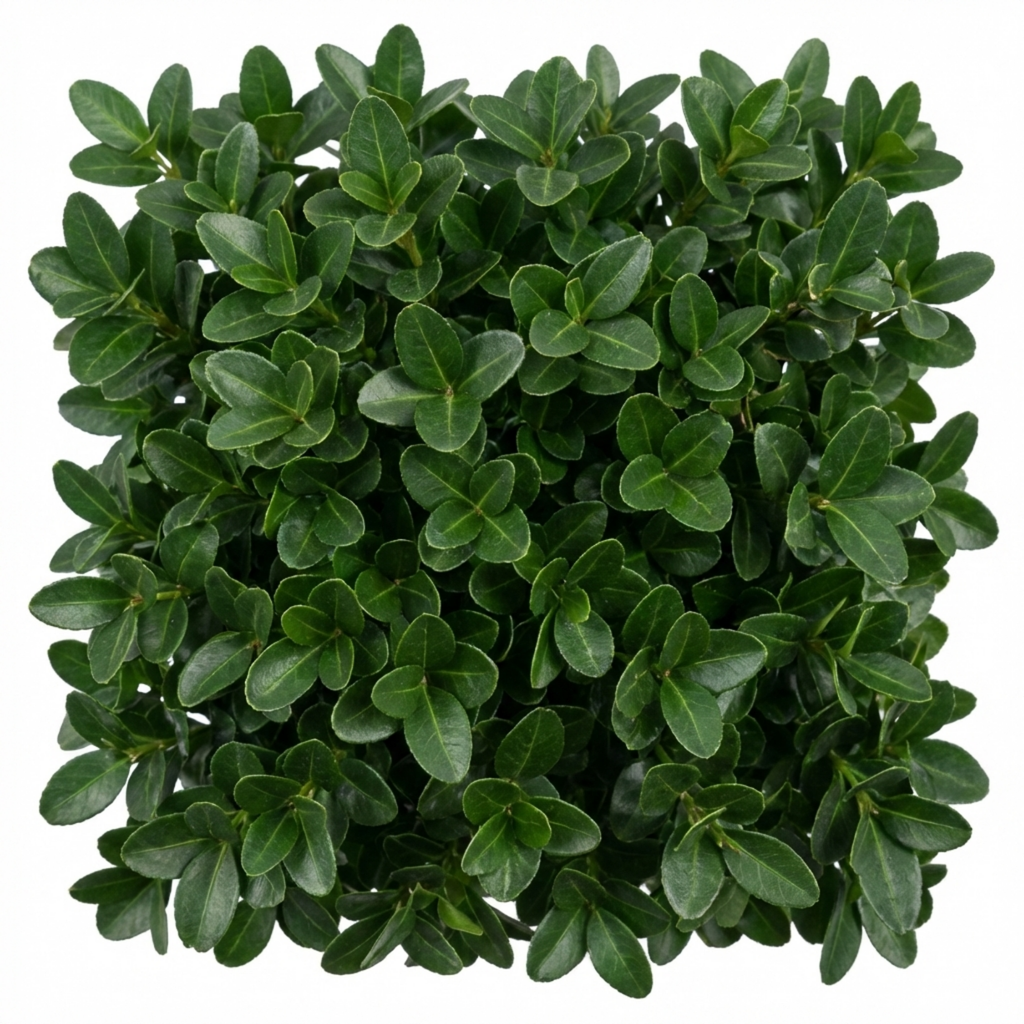 Euonymus ‘Microphyllus’ — Evergreen Shrub, 17cm Pot