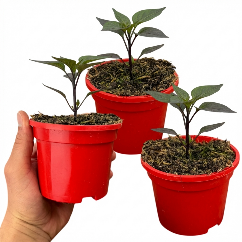 Chilli 'Zimbabwe Black' — Edible Annual, 10.5cm Pot (Set of 3 or 6)