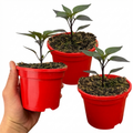 Chilli 'Zimbabwe Black' — Edible Annual, 10.5cm Pot (Set of 3 or 6)