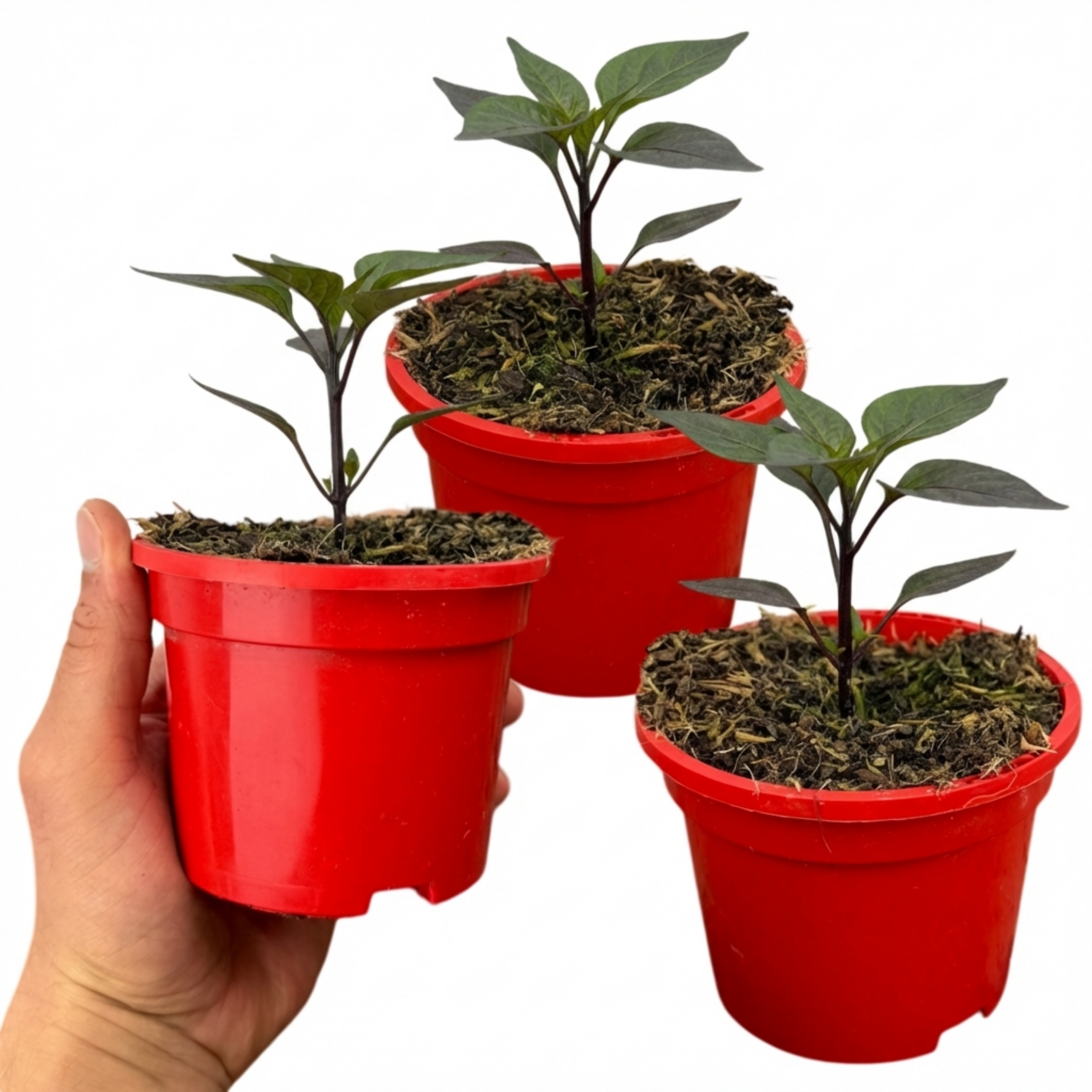 Chilli 'Zimbabwe Black' — Edible Annual, 10.5cm Pot (Set of 3 or 6)