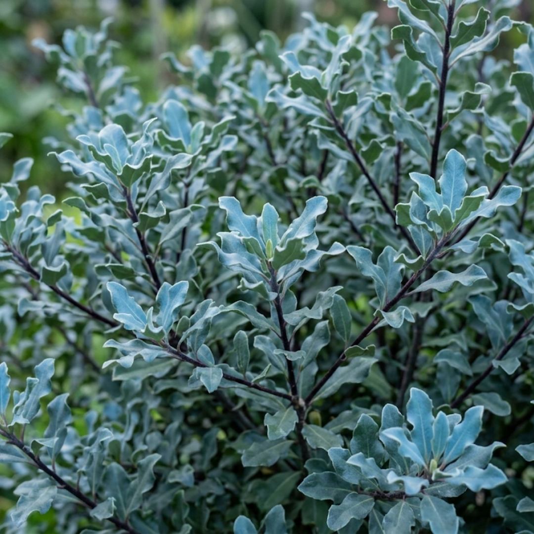 Pittosporum ‘Atlantic Blue’ — Evergreen Shrub, 3L Pot