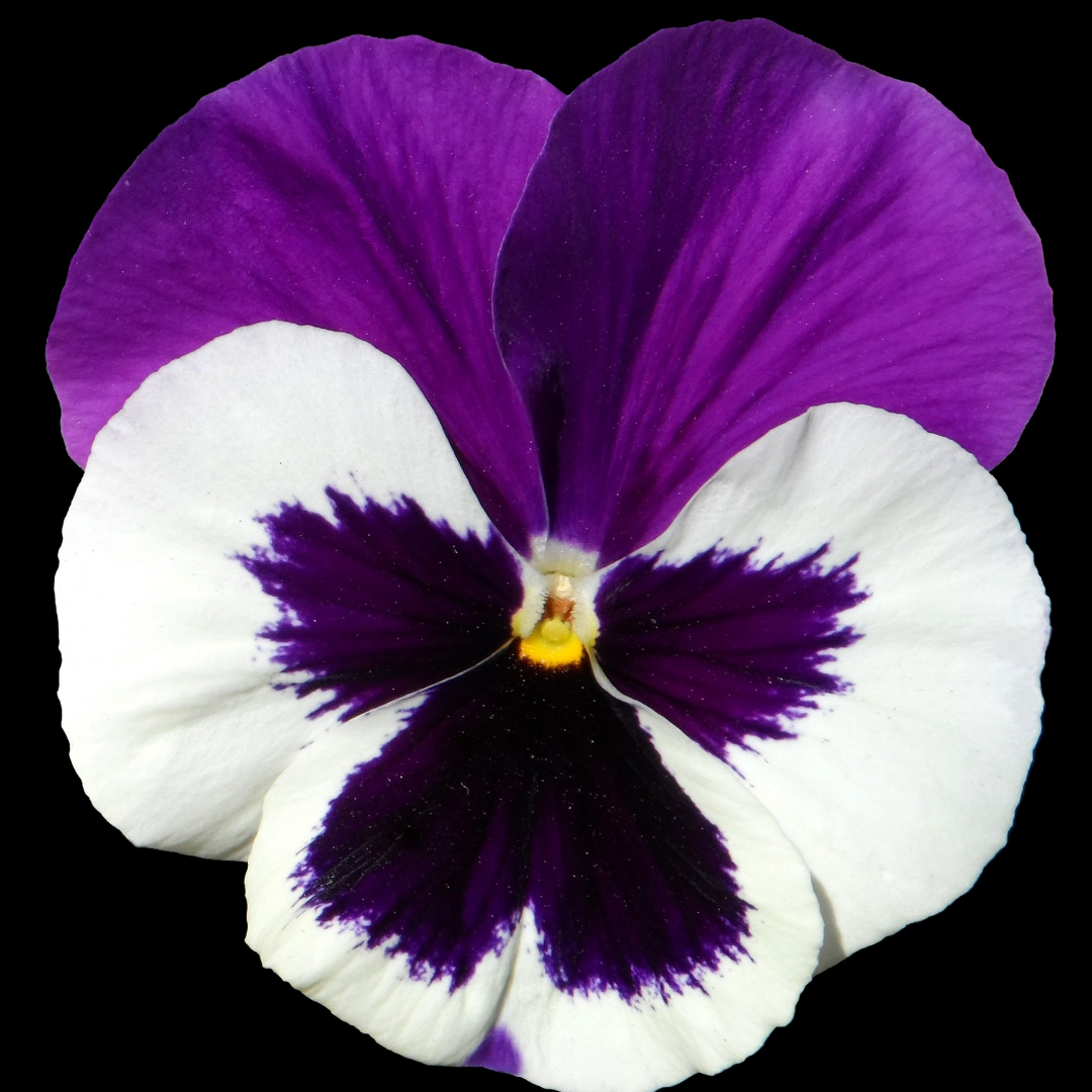 Pansy 'Delta Pro Violet and White' — Hardy Bedding, 10.5cm Pot (Set of 3 or 6)