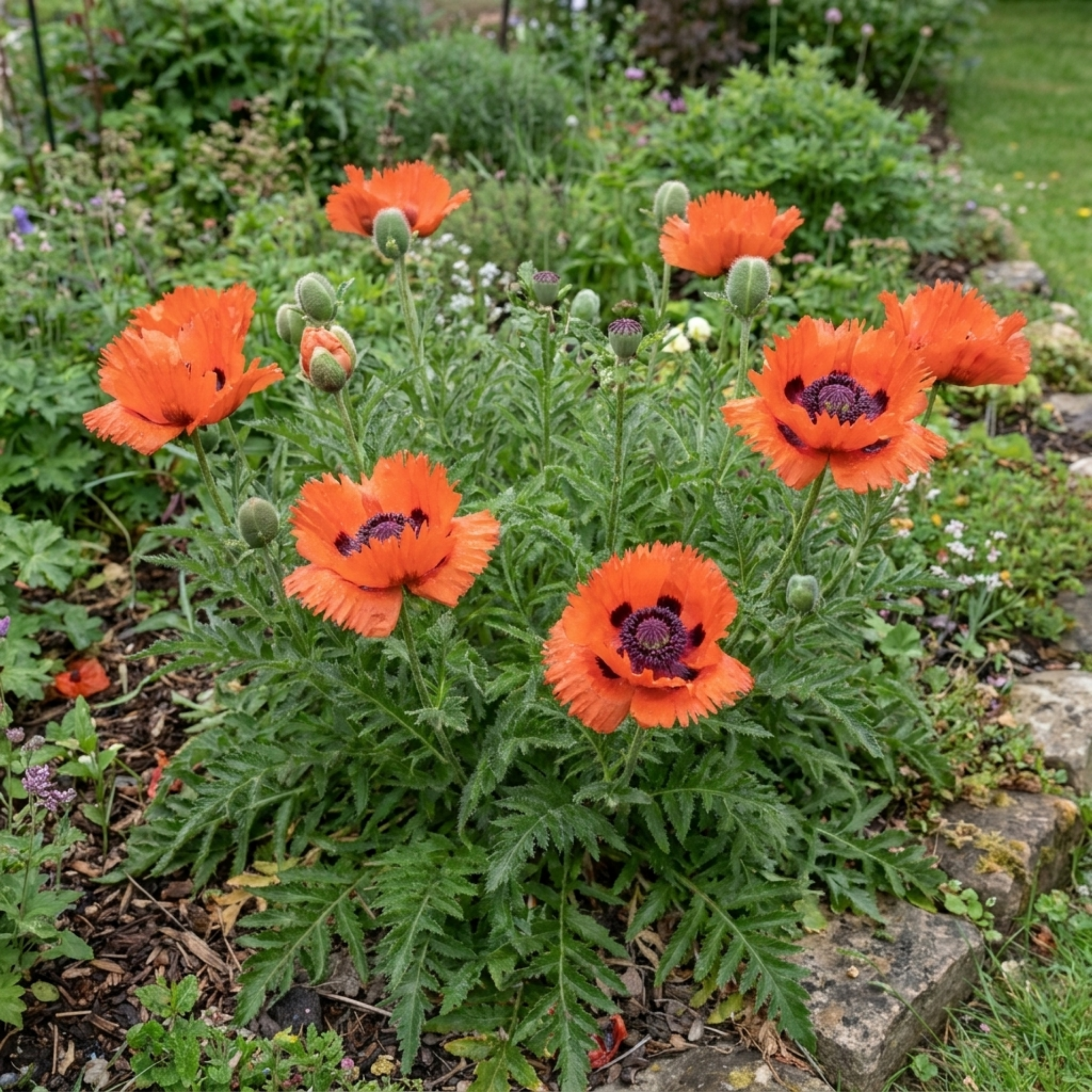 Papaver ‘Orientale Turkenlouis’ — Hardy Perennial, Bee-Friendly, 3L Pot