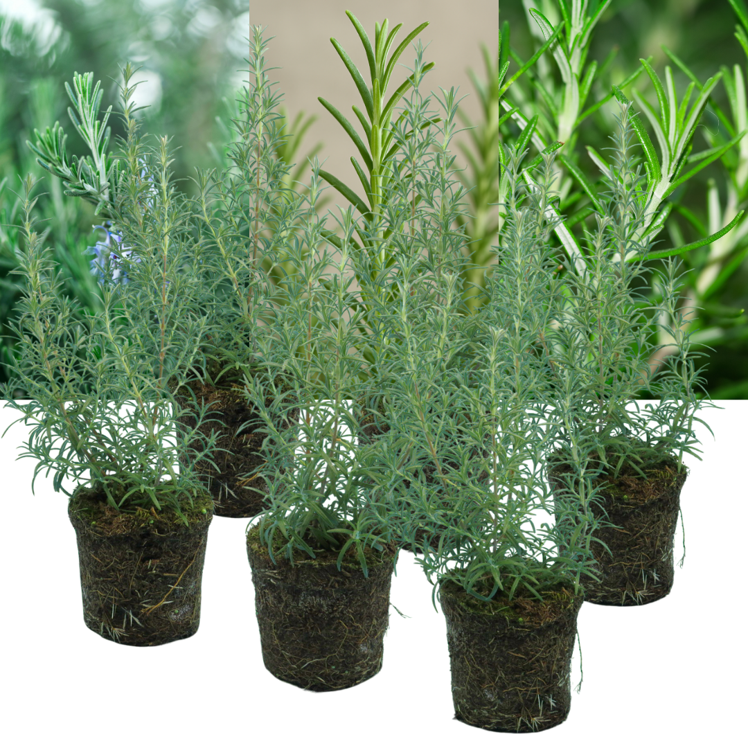Rosemary 'Growers Mix' — Hardy Evergreen Perennial Herb, Bee-Friendly, 1L Pot (Set of 3 or 6)