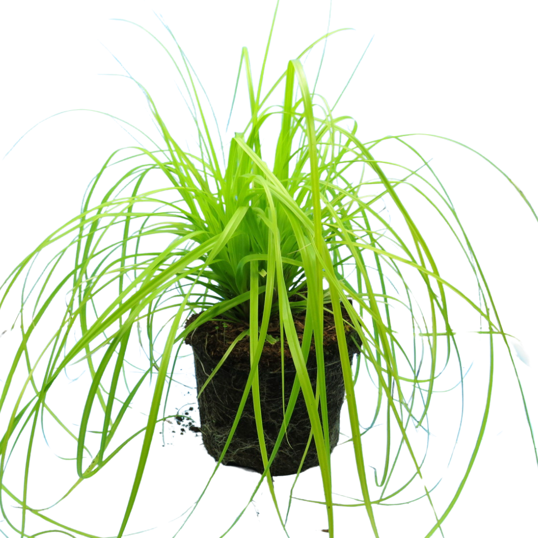 Carex ‘Everillo’ — Hardy Perennial, Bee-Friendly, 2L Pot