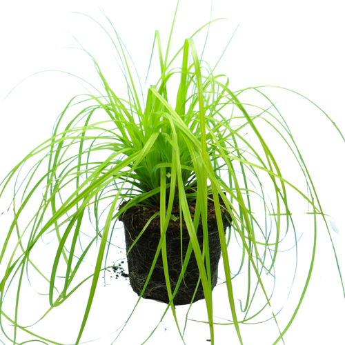 Carex ‘Everillo’ — Hardy Perennial, Bee-Friendly, 2L Pot