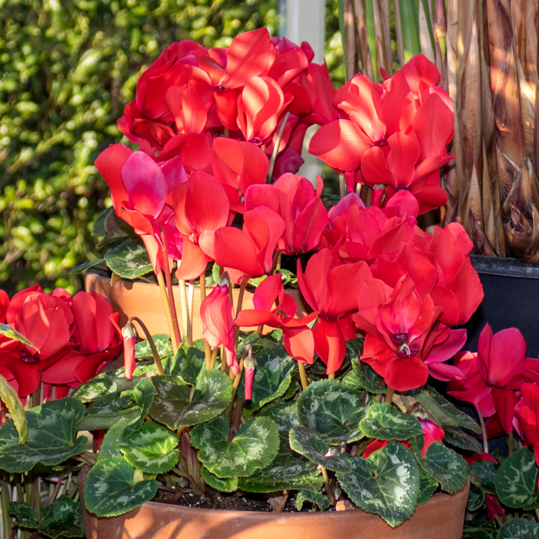 Cyclamen ‘Metis Decora Scarlet’ — Tender Pot Plant (perennial in mild climates), 10.5cm Pot (Set of 3 or 6)
