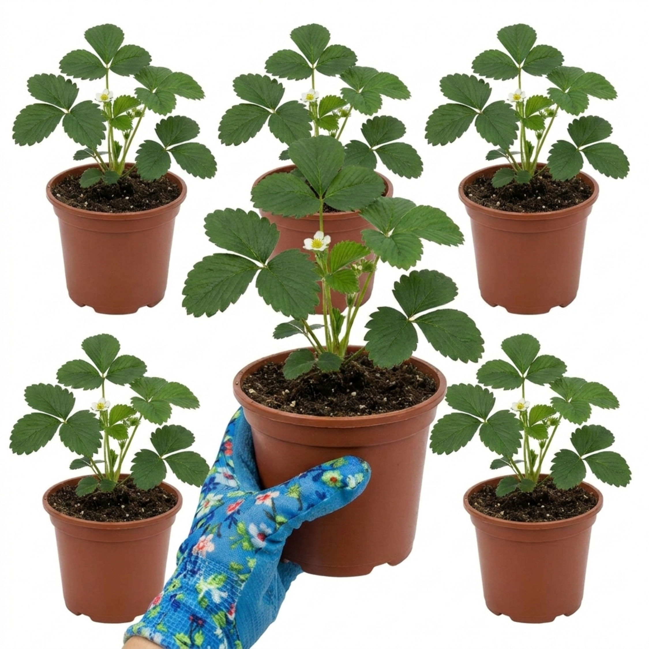Strawberry ‘Loran’ — Perennial Fruit Plant, 1L Pot (Set of 3 or 6)