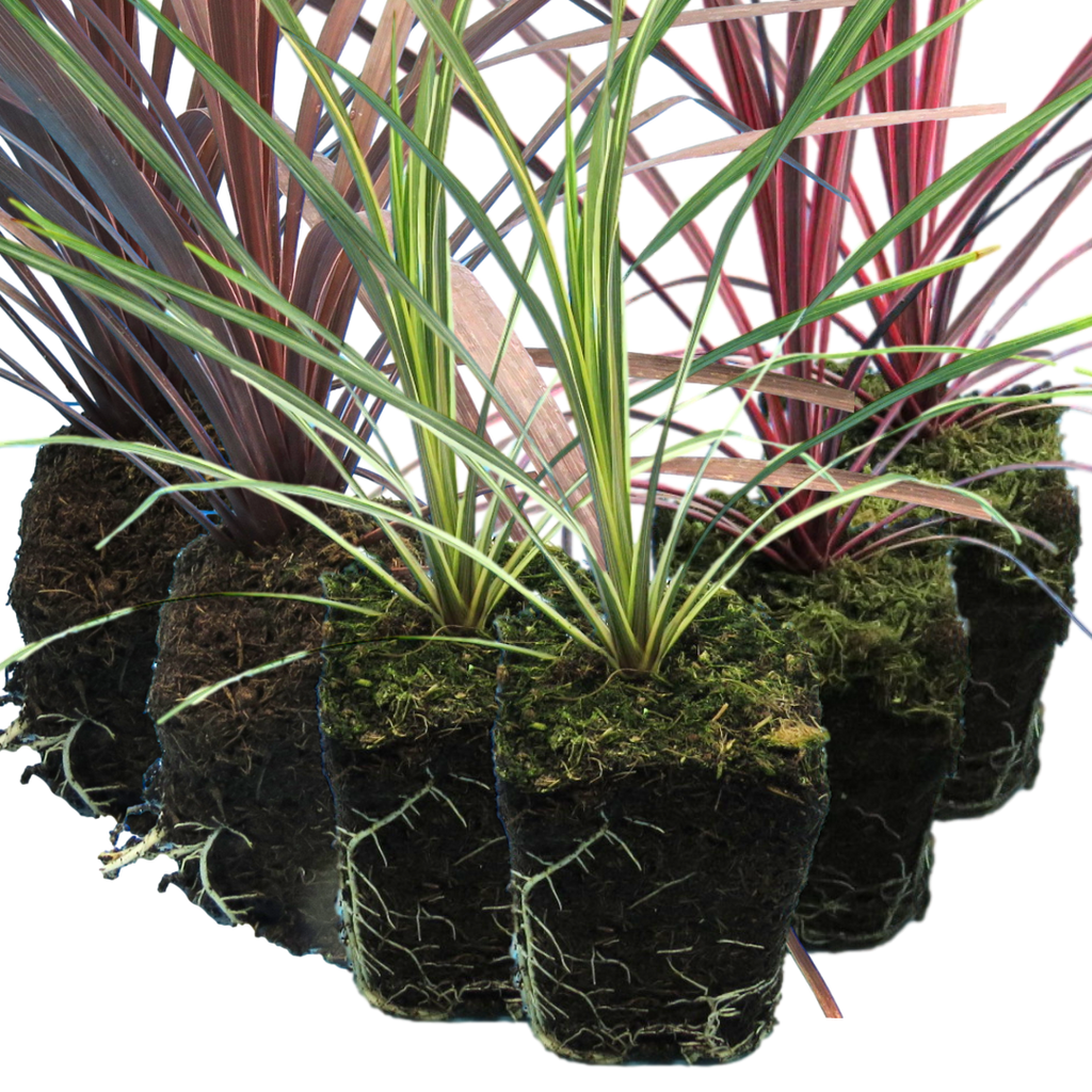 Cordyline Collection — Curated 3-Plant Set (Red Star, Charlie Boy, Torbay Dazzler), 1L Pots