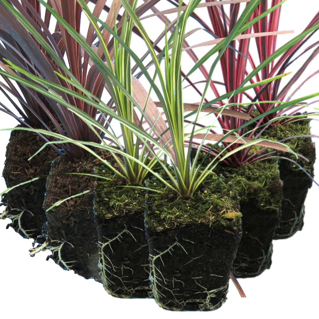 Cordyline Collection — Curated 3-Plant Set (Red Star, Charlie Boy, Torbay Dazzler), 1L Pots