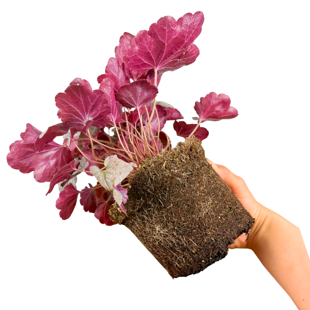 Heuchera ‘Huckleberry’ — Hardy Perennial, 2L Pot
