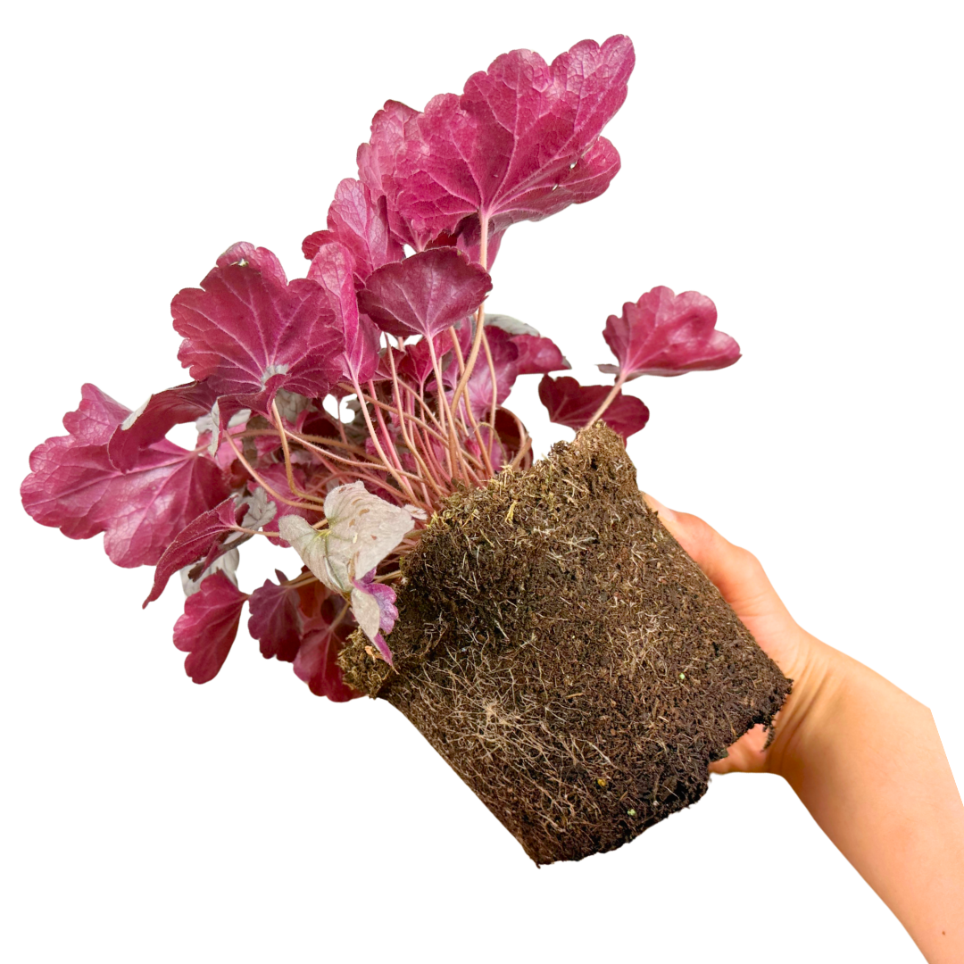Heuchera ‘Huckleberry’ — Hardy Perennial, 2L Pot