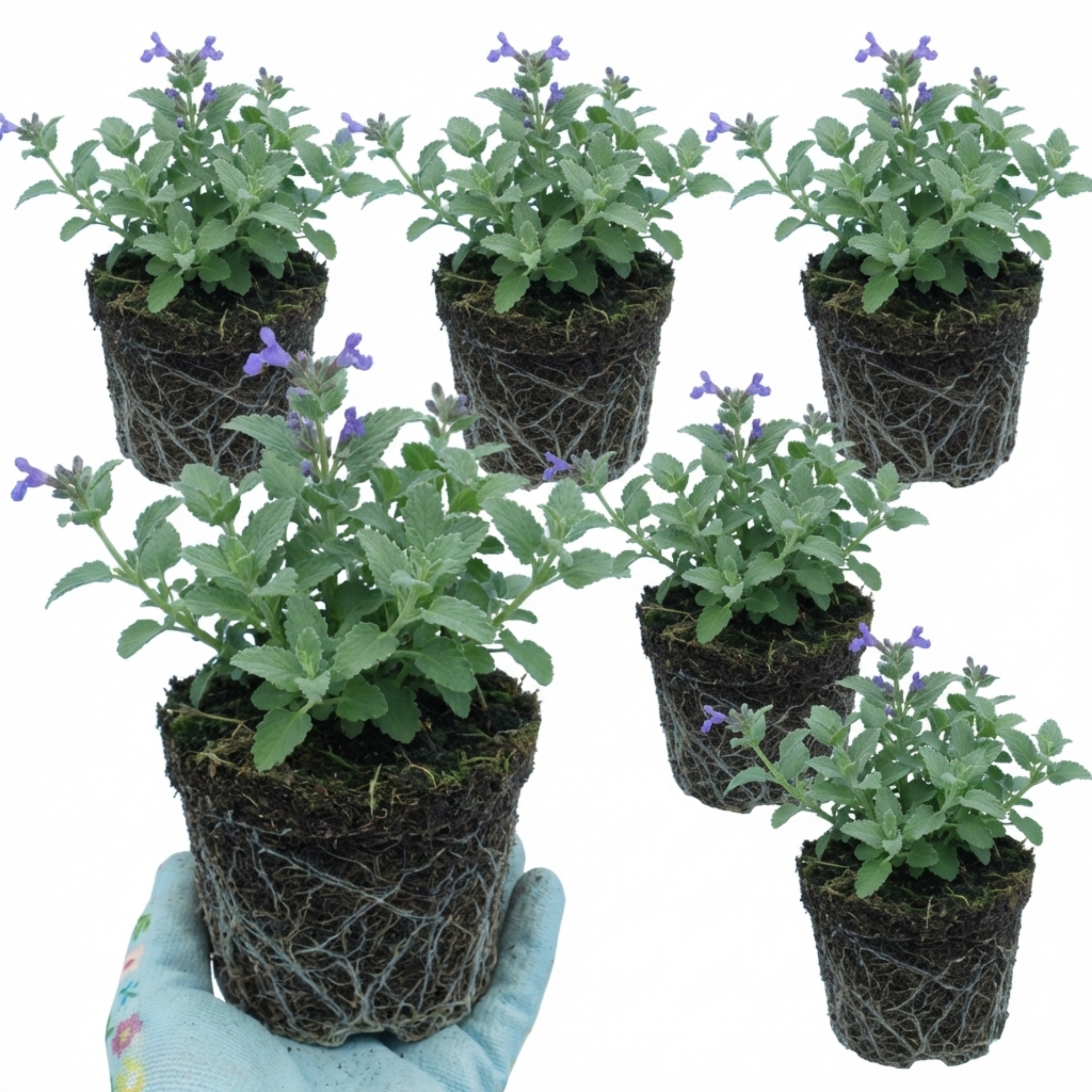 Nepeta faassenii — Catmint, Hardy Perennial, Bee-Friendly, 1L Pot (Set of 3 or 6)